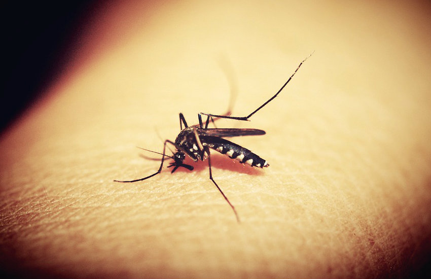 10 Datos Para Resaltar Al Informar Sobre Paludismo