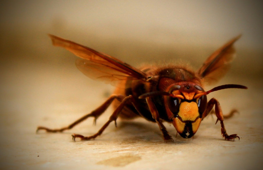 Fotografía: Carola68 en Pixabay | Usada bajo licencia Creative Commons