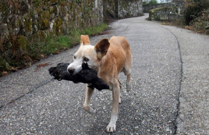 ¿En realidad esta foto muestra a una perrita rescatando los cuerpos calcinados de sus cachorros tras los incendios en España?... ¡Responde nuestro quiz de noticias! 