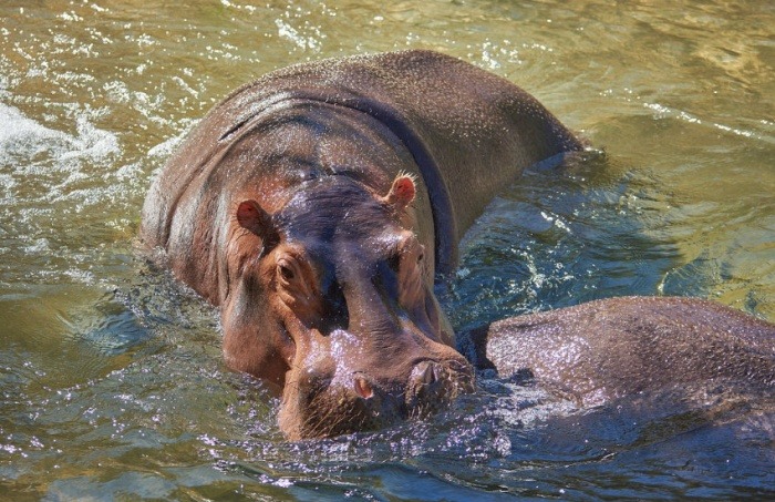 ¿Es cierto que un pedo de hipopótamo dejó tres personas hospitalizadas en un zoológico español?... ¡Responde nuestro quiz de noticias!
