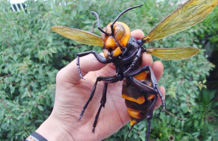 ¿Es real este avispón gigante hallado en China?... ¡Responde nuestro quiz de noticias! 