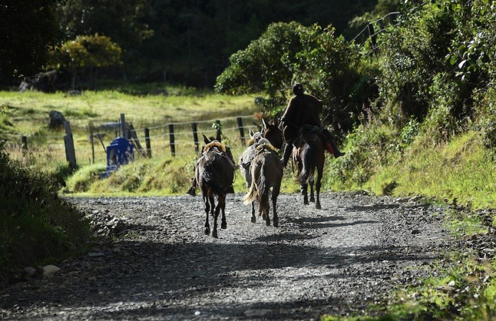 Foto: Representación FAO Colombia