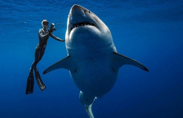 ¿Es real o un montaje esta fotografía de buzos con un enorme tiburón blanco?... ¡Responde nuestro quiz de noticias!