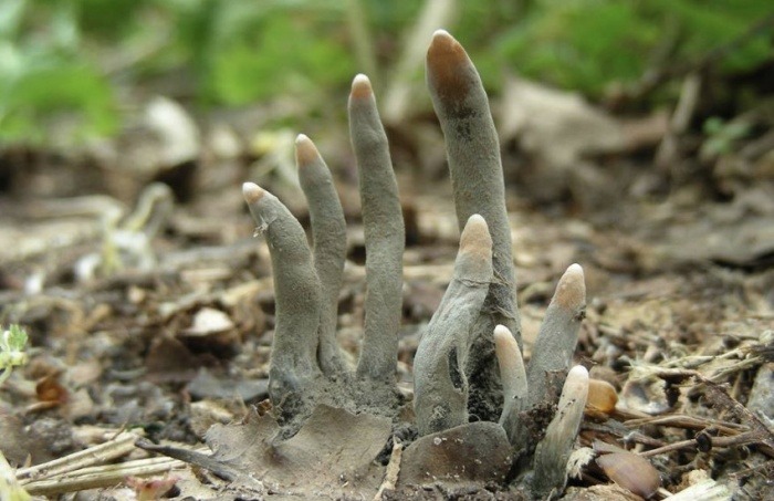 ¿Realmente existe un hongo llamado dedos de muerto?... ¡Responde nuestro quiz de noticias!