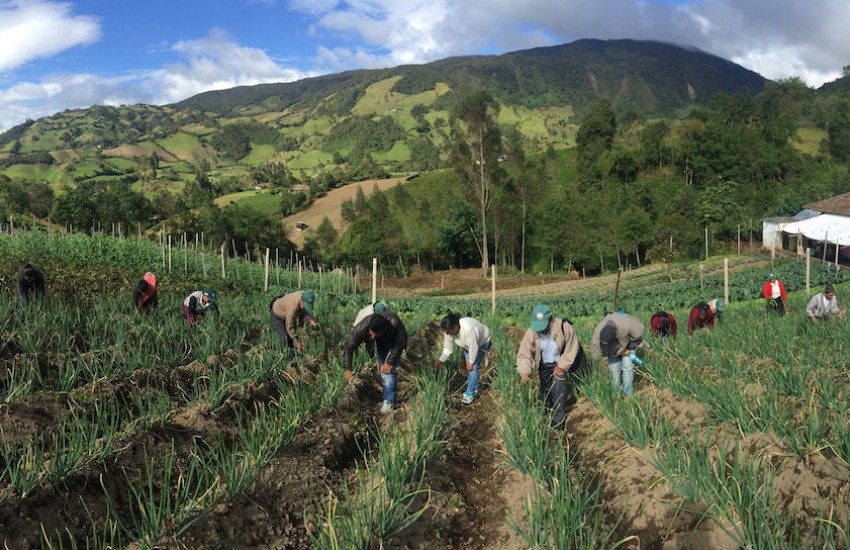 Foto: Camilo Vargas/ FAO Colombia. 