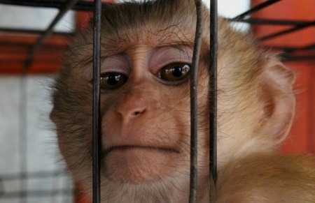¿Es auténtico el video de un simio que es torturado en experimentos con cosméticos L’Oreal?… ¡Responde el quiz de noticias!