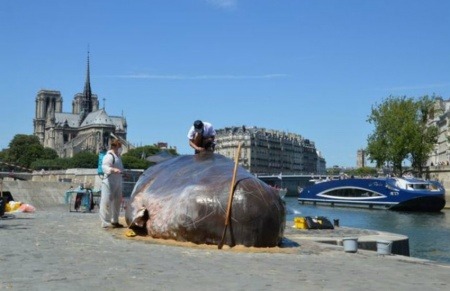 ¿Es cierto que una ballena apareció varada en las orillas del Sena?... ¡Responde nuestro quiz semanal de noticias!