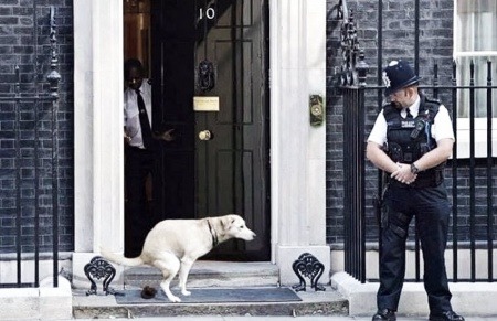 ¿Es auténtica esta fotografía de un perro frente a la residencia del primer ministro británico?... ¡Responde nuestro quiz semanal de noticias!