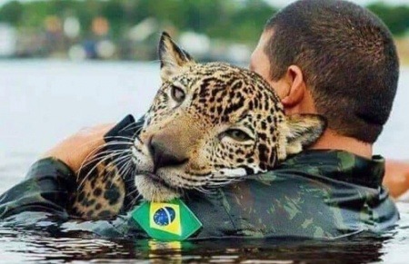 ¿Es real esta imagen de un jaguar salvado de los incendios en la amazonía brasileña?... ¡Responde nuestro quiz de noticias!