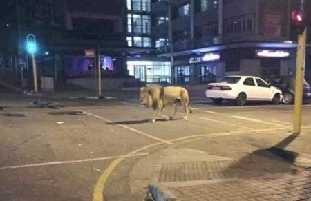 ¿Realmente Vladimir Putin ordenó soltar leones en las calles de Moscú para que la gente respete la cuarentena por coronavirus?... ¡Responde nuestro quiz de noticias!