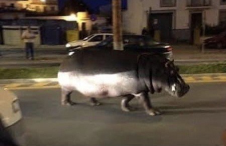 ¿Realmente corresponde esta imagen a un hipopótamo que escapó del zoológico de Chicago en medio de las protestas por la muerte de George Floyd?.... ¡Responde nuestro quiz de noticias!