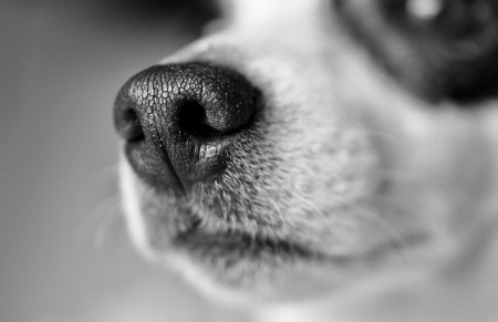 ¿En realidad los perros pueden detectar a personas contagiadas de COVID-19 con su olfato?... ¡Responde nuestro quiz de noticias!